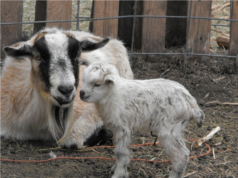Baby+goat+with+mother+goat (image)