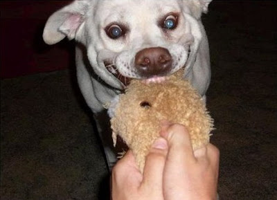 Funny Dog Face