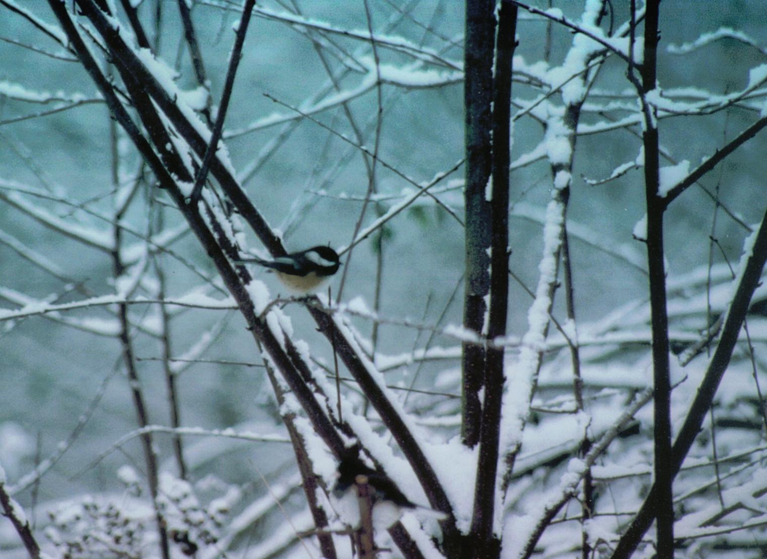 [Twigs+and+Snow]