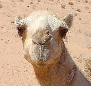 Camel_Jordanian_Desert.jpg