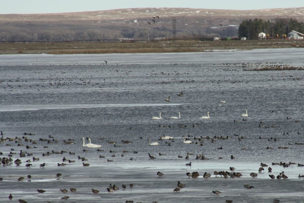Eagle Viewing in Western Nebraska