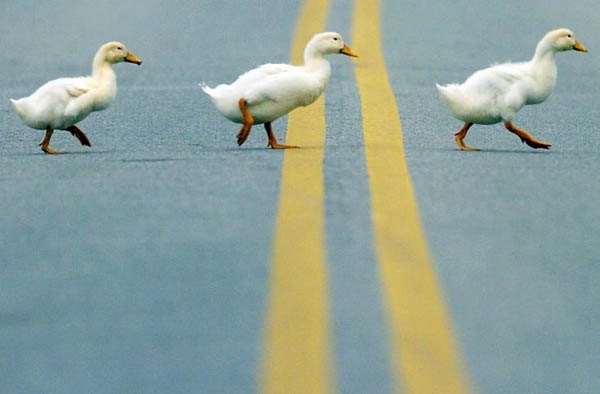 [patos.jpg]