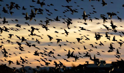 flock-of-starlings--8709.jpg