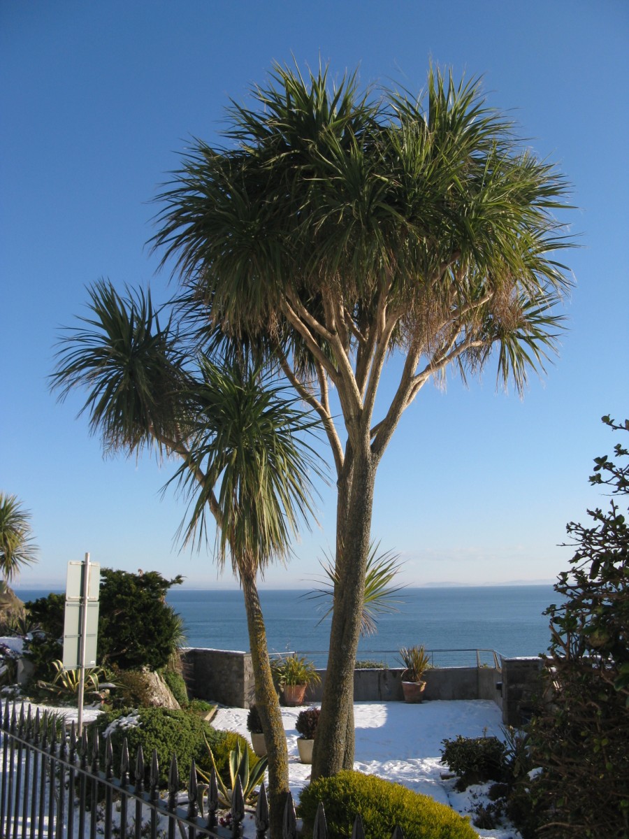 Palm tree for South Wales Gardeners Corner The Friendly Gardening Forum