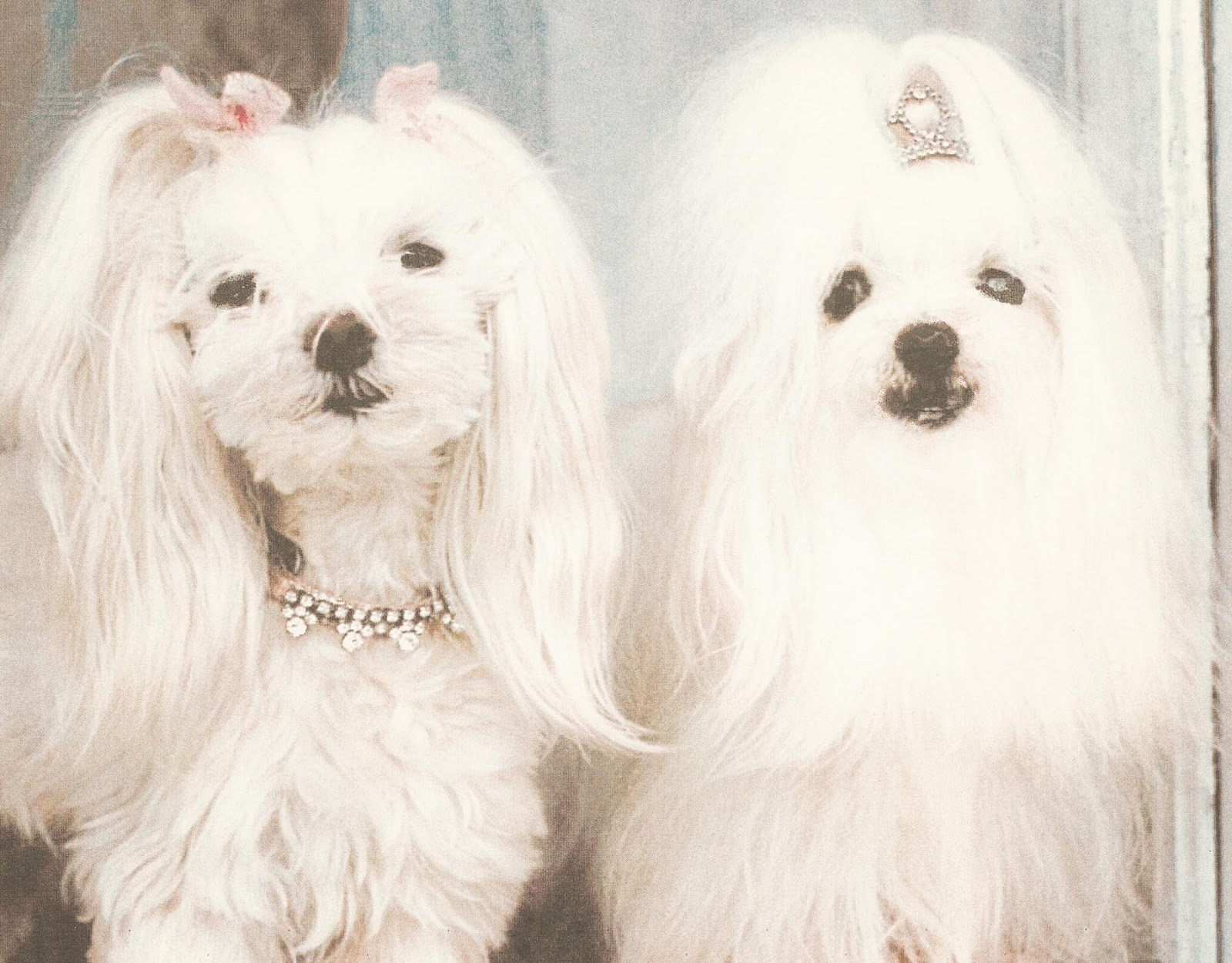 My Shabby Streamside Studio Maltese Dog Love Easy Bows for The