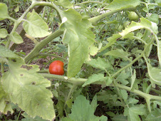 First Tomato