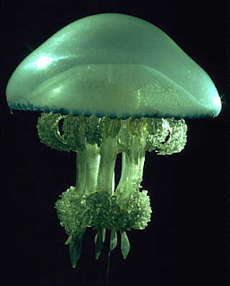 Jellyfish Model Natural Museum Of Natural History Jellyfish Model Natural Museum Of Natural History