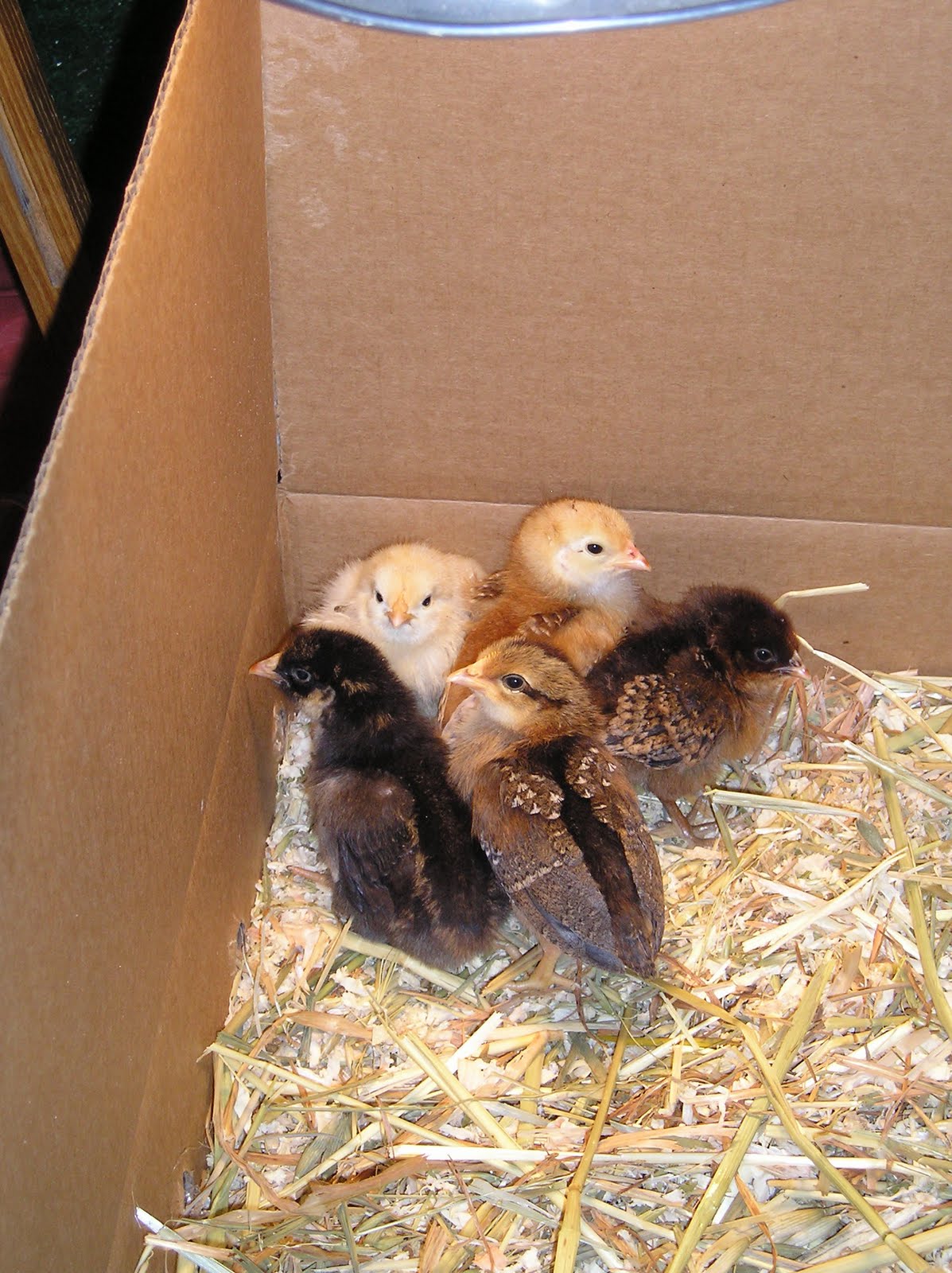 [chickens+005.JPG]