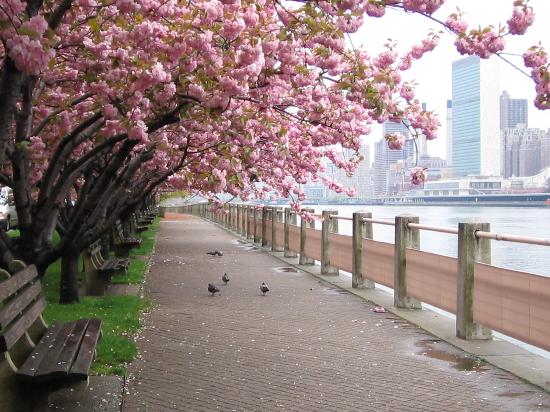 cherry-blossom-trees.jpg
