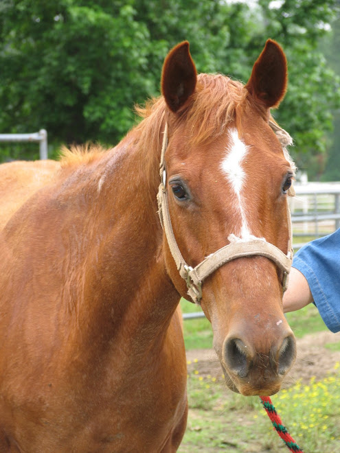 One of the horses rescued by safe haven