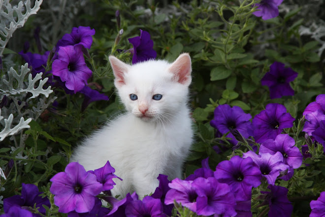 White Kitten