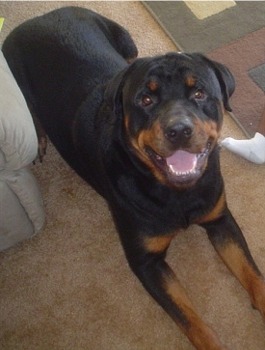 [Rottie.jpg]