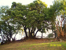 Arboreando en Parque Lezama