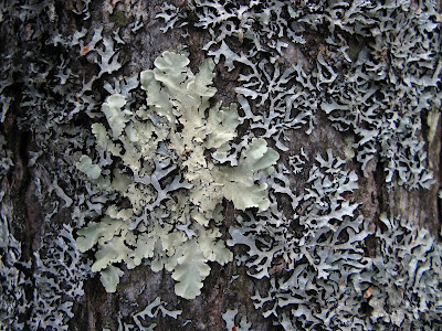 green lichen foliose lichens tree saratoga waterways woods extremely shield species colored didn common gray name but
