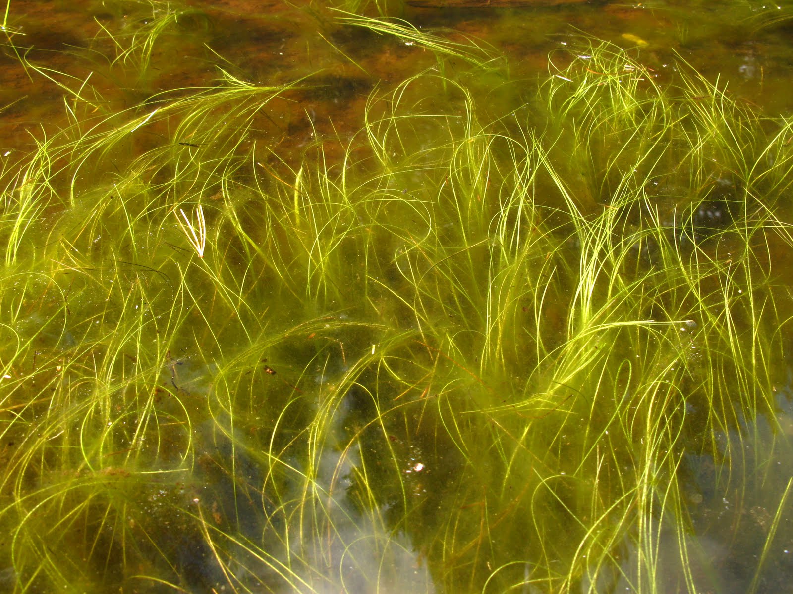 [watergrass.JPG]