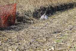 Pheasent