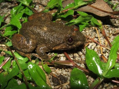 Tent Trailer Sales Az