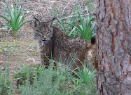 Un antiguo habitante de nuestra sierra