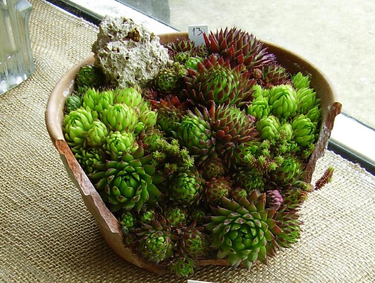 gardenless gardener: rock garden ideas