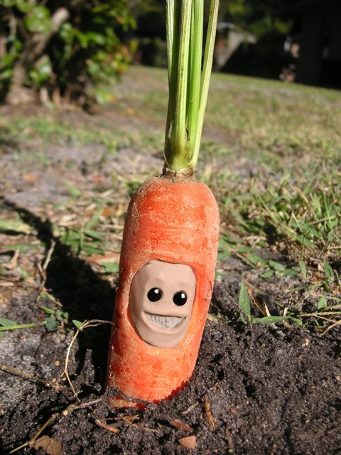 [Carrot01.jpg]