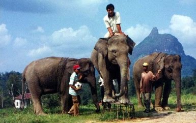 Sekolah Gajah Perangai