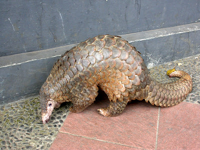 http://2.bp.blogspot.com/_NXRJrxAcA10/RyGpI-cP0-I/AAAAAAAAAEM/8nhBk4aFZ7Q/s400/Sunda+Pangolin.jpg