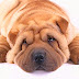 Razas de perros: El Shar Pei | Enfermedades por las Arrugas | Origen