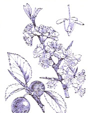 Schlehe - Prunus spinosa