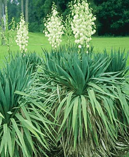 Ivory Tower Yucca