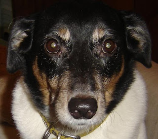 diario de un perro diario de un perro
