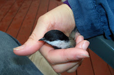 A Bird in the Hand