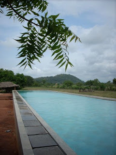 thilanka hotel and spa dambulla sri lanka pool in paddy field with branches / leaves in foreground