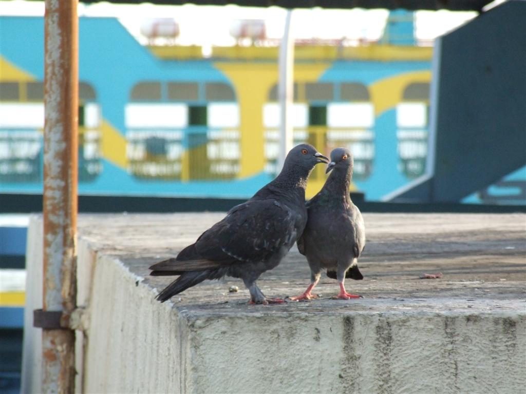 [FERRY008+(Large).JPG]
