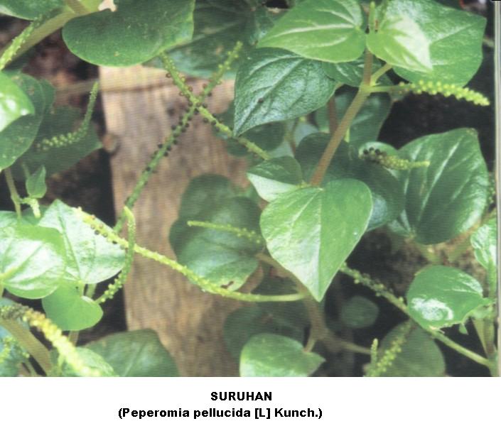 obat asam urat