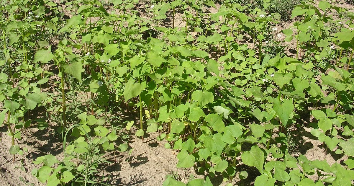 Whitetail Food Plots Lessons learnedBuckwheat / IronClay Cowpeas