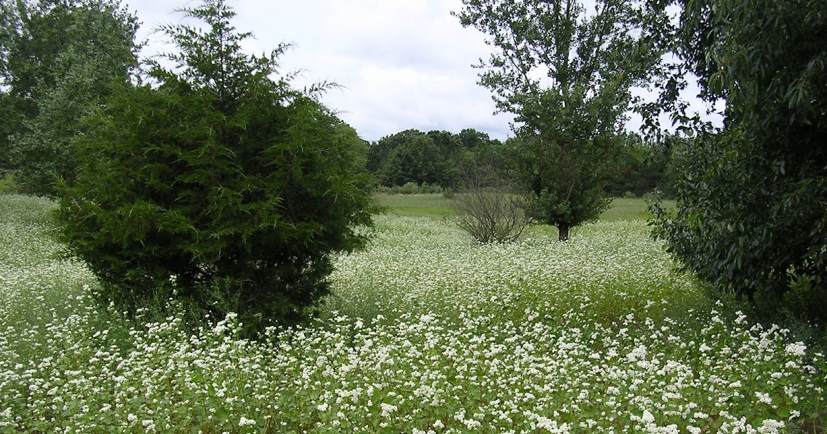 Whitetail Food Plots Buckwheat Unbelievable growth. You need to try