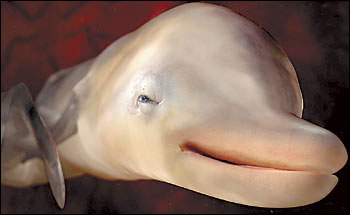 Dolphine