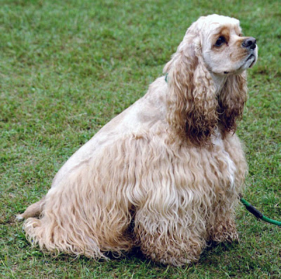 Cocker spaniel Dog Picture