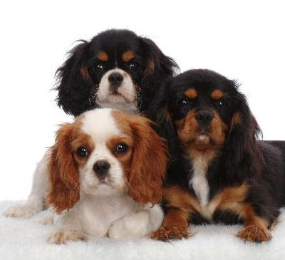 Cavalier King Charles Spaniel Puppy 03 Photo