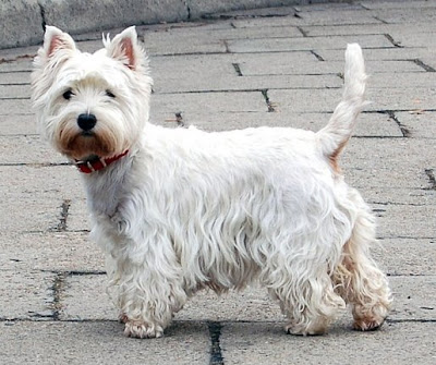 West Highland White Terrier Cute Puppies Pics