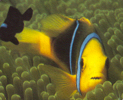 Animals Fish