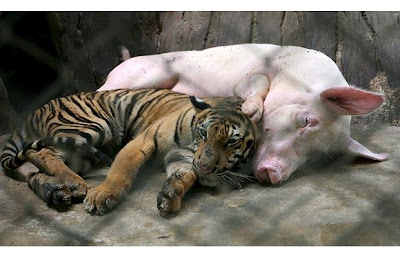 the world's most unusual animal friendships