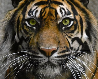 Tiger Photography