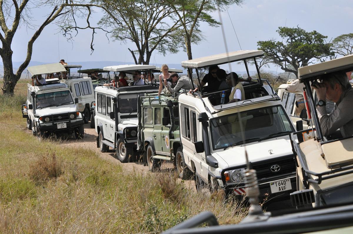 Animals Zoo Park Lion Hunting Buffalo, Lions Hunting Buffalo Video