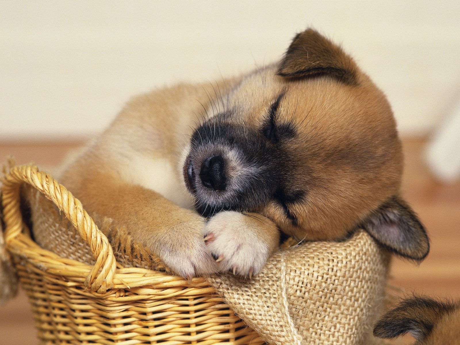 http://2.bp.blogspot.com/_N_mOB63qPaE/TSWZoiq0mFI/AAAAAAAARh4/mDi5nxEydIQ/s1600/Cute-Dog-Wallpaper-Free-Download.jpg