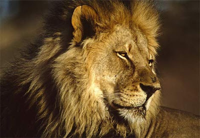 Pictures-of-African-Lion