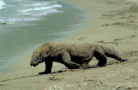 http://2.bp.blogspot.com/_Na4N5lJzuuI/TDibJk_lJgI/AAAAAAAAAEE/m0nqLs4zHZ4/s1600/komodo.jpg