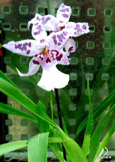 орхидея Beallara Peggy Ruth Car...