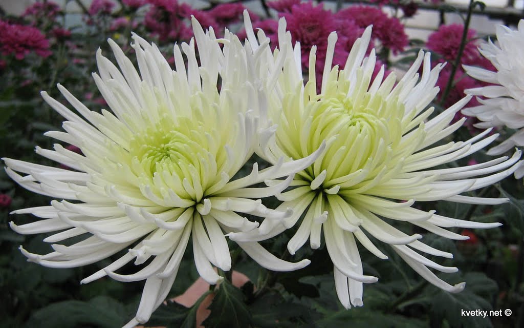 [хризантема+IMG_1307+м.jpg]