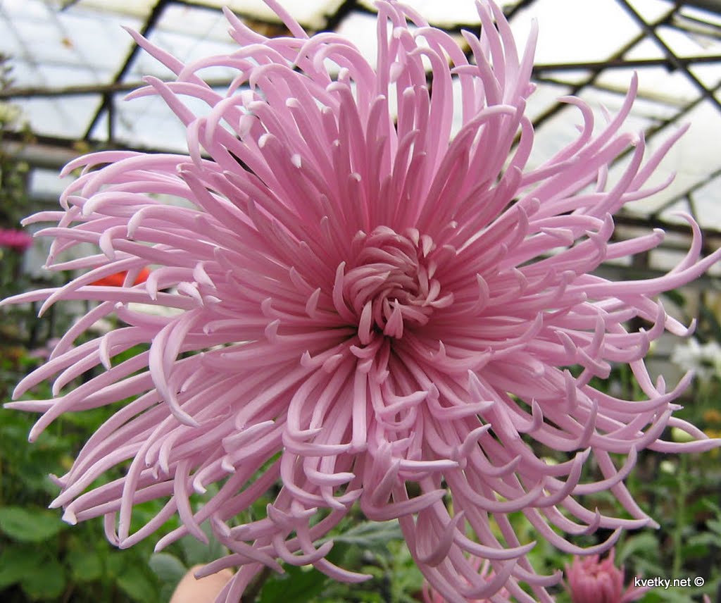 [хризантема+IMG_1308+м.jpg]